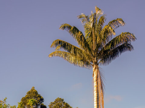 The top of a wax palm  against a clear blue sky near the colonial town of Villa de Leyva in central Colombia.