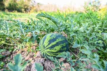 watermelon field - fresh watermelon fruit on ground agriculture garden watermelon farm with leaf...