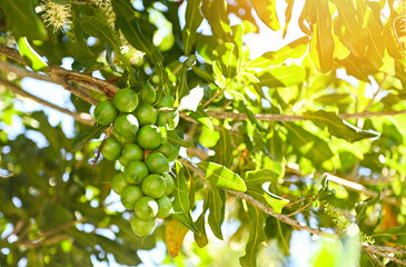 macadamia nuts on macadamia tree plant, fresh natural raw macadamia nuts in garden, planting macadamia nut fruit waiting for the harvest seeds