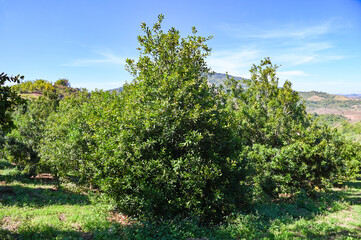 Fototapeta na wymiar macadamia nuts on macadamia tree plant, fresh natural raw macadamia nuts in garden, planting macadamia nut fruit on mountain farmland