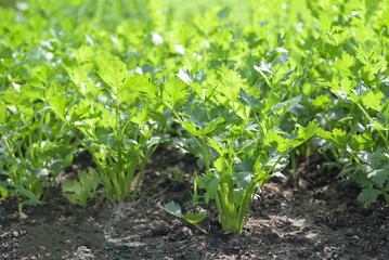 Celery leaf vegetable farm soil vegetable garden, organic spring onion vegetable gardening with fresh vegetable celery leaf planting , in the greenhouse garden eco friendly gardening nature plant