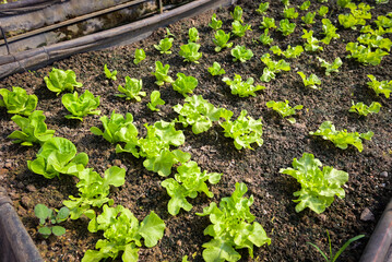 Vegetable farm soil vegetable garden, organic green cos lettuce vegetable gardening with green leaf fresh vegetable lettuce planting , in the greenhouse garden eco friendly gardening nature