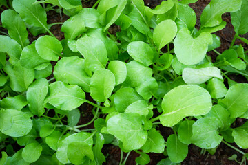 soil vegetable garden, mustard greens lettuce vegetable gardening with mustard greens leaf fresh vegetable planting on ground in the backyard garden eco friendly gardening nature vegetable farm