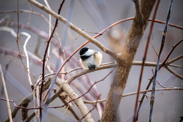 Chickadee on a branch