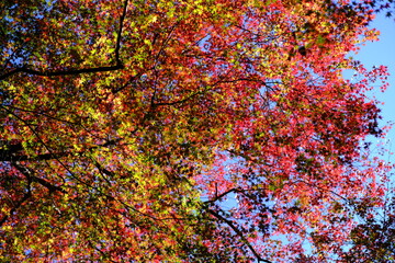 紅葉　秋　京都　高山寺
