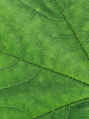 Fototapeta na wymiar The veins pattern of maple leaf