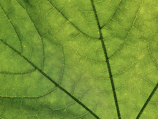 The veins pattern of maple leaf
