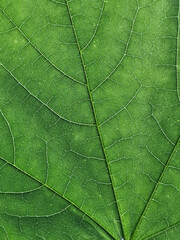 Obraz na płótnie Canvas The veins pattern of maple leaf