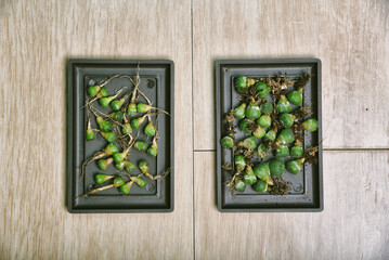 Cactus seedlings with long roots, Preparing indoor houseplant, Replanting tree gardening tool,...
