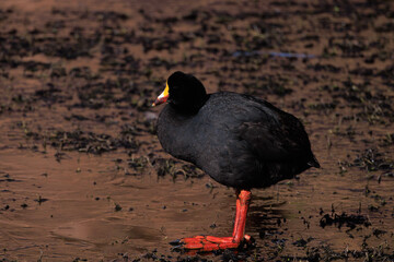 pigeon on the beach