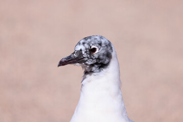 close up of a seagull