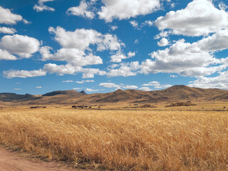 Fototapeta na wymiar altiplano landscape in dry season, puno, peru