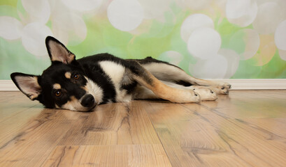 black and beige husky mix puppy dog lying down sideways