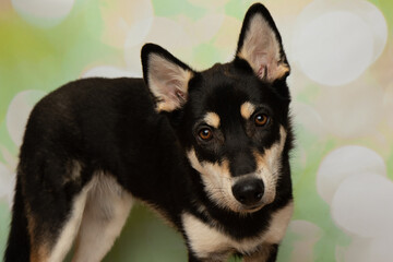 black and beige husky mix puppy dog portrait looking at camera