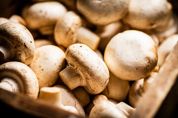 Fresh aromatic mushrooms. Macro background.