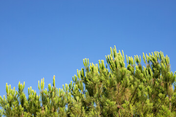 Pinus pinea. Stone pine tree branches against blue sky