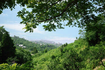 Fototapeta premium Picturesque view of trees in mountains near sea