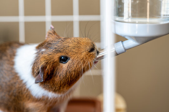 Selective focus on a guinea pig drinking out of a water bottle mounted on the side of a wire cage.