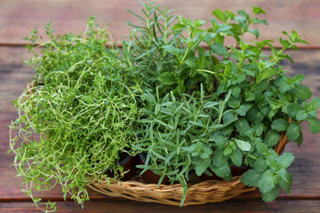 Wicker basket with fresh mint, thyme and rosemary on wooden table outdoors, closeup. Aromatic herbs