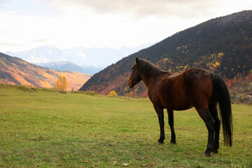 Fototapeta na wymiar Brown horse in mountains on sunny day. Beautiful pet