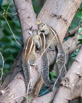 Indian palm squirrel or three-striped palm squirrel or Funambulus palmarum or observed in Hampi in Karnataka, India