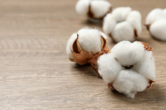 Beautiful cotton fluffy flowers on wooden table, closeup. Space for text