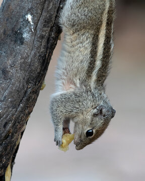 Indian palm squirrel or three-striped palm squirrel or Funambulus palmarum or observed in Hampi in Karnataka, India