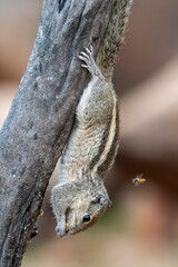 Indian palm squirrel or three-striped palm squirrel or Funambulus palmarum or observed in Hampi in Karnataka, India