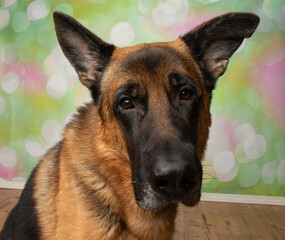 black and tan german shepherd puppy dog close up face portrait
