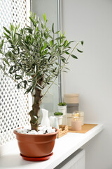 Beautiful potted olive tree and stylish accessories on window sill indoors