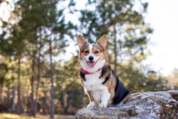 Portrait of young corgi dog outdoors. 