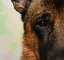 black and tan german shepherd puppy dog close up eye portrait