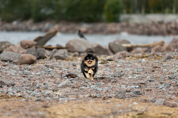 Happy active pomeranian spitz dog running outdoors on the rocky beach