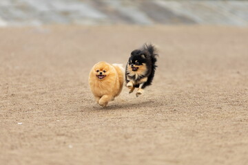 Two funny pomeranian spitz dogs running and jumping together