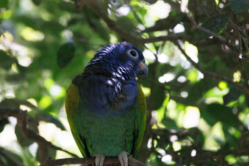 Birds