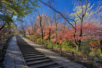 Fototapeta na wymiar 神奈川県・秦野市 晩秋の弘法山公園の風景