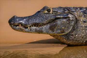 Caiman  closeup portrait on orange background in Pantanal, Brazil