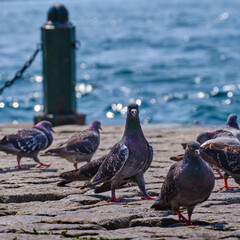 Istanbul. Pigeons on the shores of the Bosphorus near Ortakoy Mosque