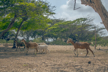 goats in the forest

