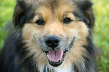 Close up of a cute dog with a background of grass