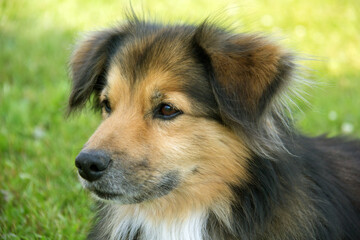 border collie puppy