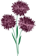 Three beautiful flowers. vector file for designs.