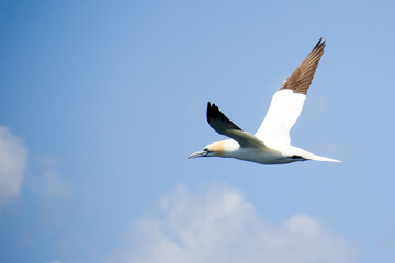 Flying gannet on a blue sky