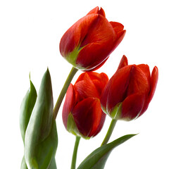 Generative Ai Red Tulips Against A Stark White Background