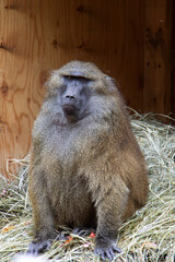baboon sitting in the zoo