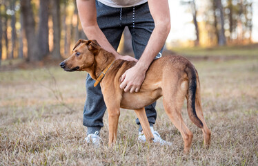  Dog being loved and petted by owner. close up of hands petting dog. © Tanya
