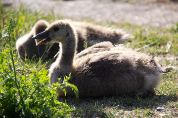 Little baby Canada goose lying on the grass