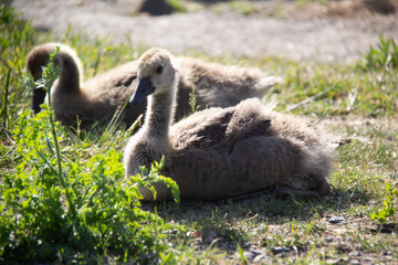 Little baby Canada goose lying on the grass