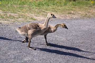 Little babies Canada goose walking on the road