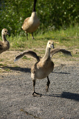 Little baby Canada goose walking on the road with his wings open